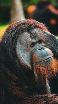 very close up of Orangutan face , orang-utan, orangutang, or orang-utang old animal rests in the tropical rainforest