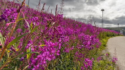Naklejka premium Plenty of flowers
