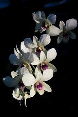 beautiful orchid flower color white