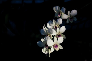 Fototapeta na wymiar beautiful orchid flower color white