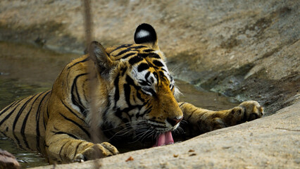 Fototapeta premium Royal Bengal Tiger relaxing in a pool of water