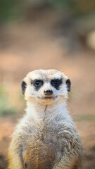 Portrait of a lovely cute meerkat or suricate (Suricata suricatta) watching at you in safari