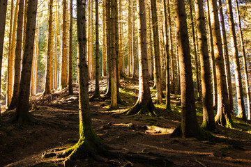 hochgewachsenen Fichtenst&auml;mme im wechsel von Licht und Schatten