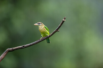 White Cheeked Barbet