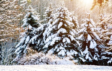 snow-covered fir day in winter forest
