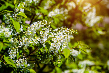 Bird cherry branches in the garden in spring