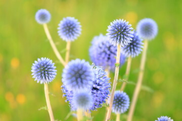 Obraz premium 全盛期のヒゴタイ