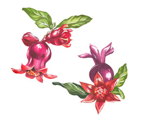 Pomegranate fruit and flowers. Watercolor illustration of pomegranate. Botanical illustration for package and postcard design.