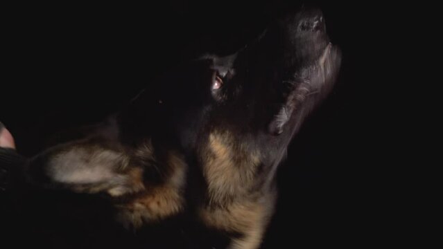 German shepherd police dog barks. close-up hd