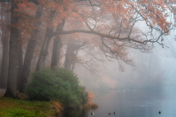 Obraz premium mist over the river