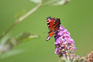 Schmetterling auf Blume