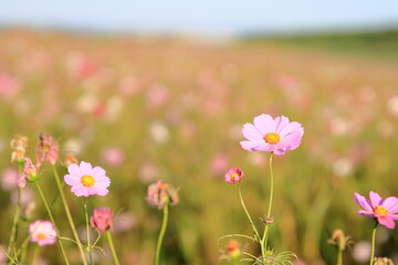 朝日に照らされたコスモス