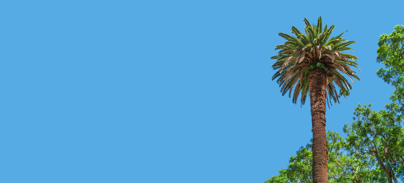 Banner holiday concept with a tropical big old palm tree at blue sky solid background with copy space