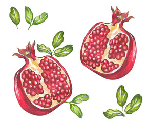 Pomegranate fruit and flowers. Watercolor illustration of pomegranate. Botanical illustration for package and postcard design.
