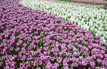  Many purple and white tulips in garden