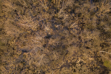 Naklejka na ściany i meble Drone view of flooded forest.