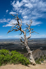 Grayed Tree Stands On The Edge Of A Cliff In Mesa Verde