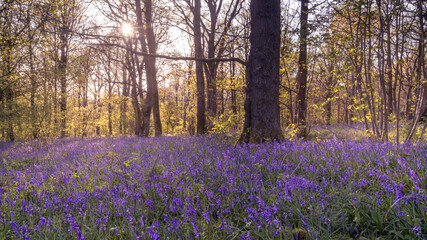 Bluebell Woodland