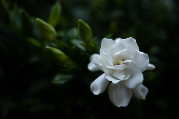 Light On Single Gardenia Bloom Fades Off Into The Shadows