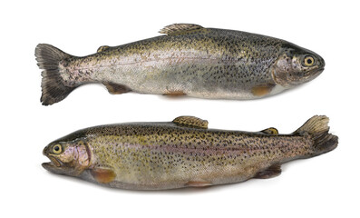 Two freshly caught trouts