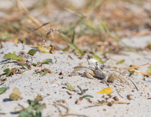 Small Crab Scurries Across Sand