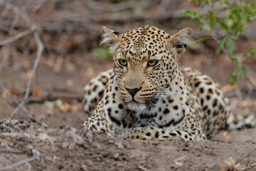 Leopard (Panthera pardus) female searching for food in Sabi Sands game reserve in the Greater Kruger Region in South Africa