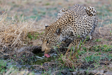 Leopard (Panthera pardus) female drinking in Sabi Sands game reserve in the Greater Kruger Region in South Africa
