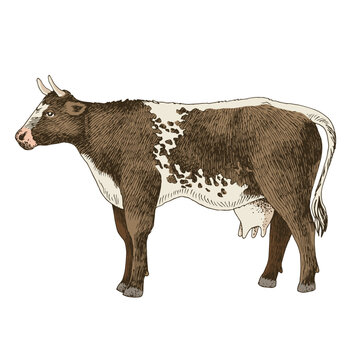 Standing brown milk cow in spots, side view