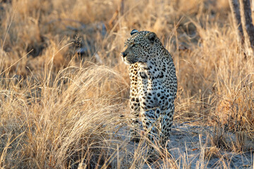 Leopard (Panthera pardus) female searching for food in Sabi Sands game reserve in the Greater Kruger Region in South Africa
