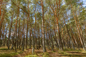 Dancing forest is sight of Curonian Spit national park in Kaliningrad region, Russia. Beautiful old conifer pine trees with twisted trunks covered moss. Forest landscape, beauty in nature