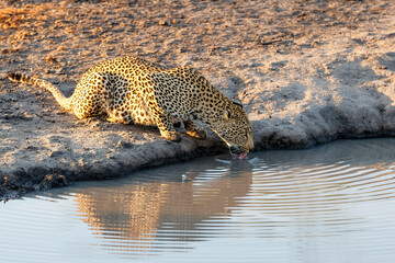 Leopard (Panthera pardus) female drinking in Sabi Sands game reserve in the Greater Kruger Region in South Africa © henk bogaard