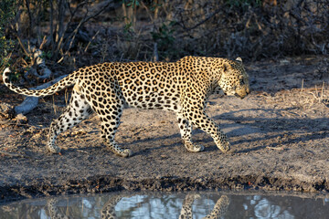 Leopard (Panthera pardus) male searching for food in Sabi Sands game reserve in the Greater Kruger Region in South Africa