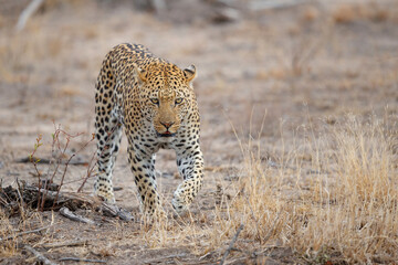 Leopard (Panthera pardus) male searching for food in Sabi Sands game reserve in the Greater Kruger Region in South Africa