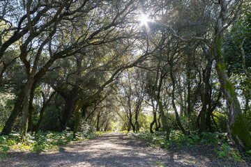 Path in the forest and the sun peaking through the trees