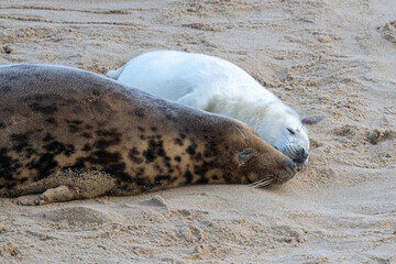Grey seal (Halichoerus grypus) mother and pup on a sandy beach in Norfolk