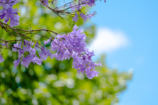 Beautiful flowers of Jacaranda, green leafs and blue sky as background, Perth, Australia
