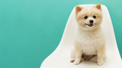 Portrait of little cute dog over green background.