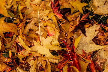 Autumn leaves on ground in park