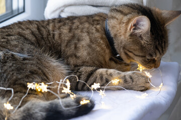 The cat is gnawing the wires of the LED garland. Hooliganism of a pet, sabotage, damage to the decor. Danger to the animal, electric shock. Christmas, New Year. 