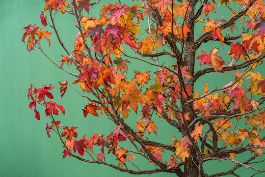 Tree with colorful foliage against green wall