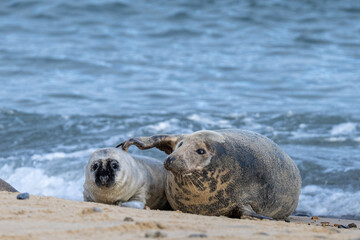 Grey seal (Halichoerus grypus) mother and pup on a sandy beach in Norfolk