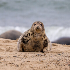 A curious grey seal (Halichoerus grypus) on a beach in Norfolk