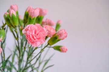 bouquet of pink carnations close-up across the white wall. Copy space. Postcard design. Floral background