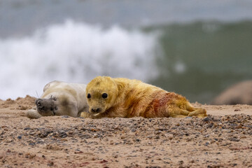 Two grey seal (Halichoerus grypus) pups, one newborn on a beach in Norfolk