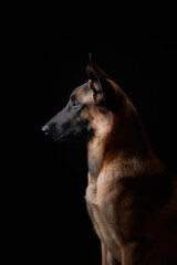 Obraz premium portrait of a dog on a black background. Malinois in the studio. Belgian Shepherd