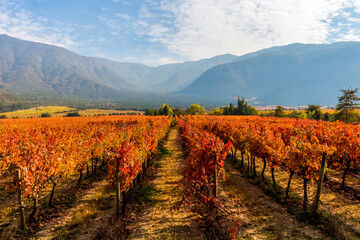 Vineyards and wine fields in Chile - Valle Central Santiago district