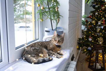 The cat is lying on the windowsill in the fairy lights of the garland. Christmas, New Year. Cat close-up