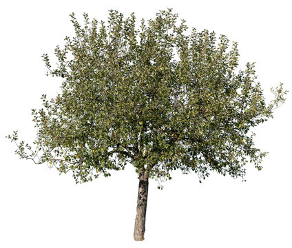Apfelbaum