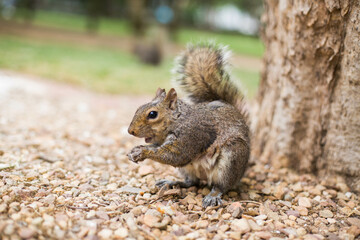 Obraz premium beautiful squirrel with a nut in the park