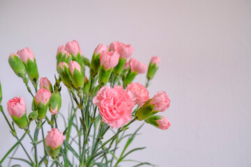  bouquet of pink carnations close-up across the white wall. Copy space. Postcard design. Floral background